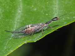 Xanthostigma xanthostigma