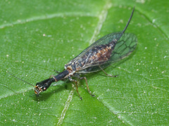Xanthostigma xanthostigma