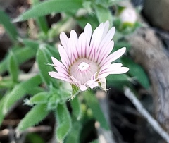 Trichodiadema strumosum