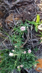 Trichodiadema strumosum