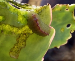 Anthene livida livida