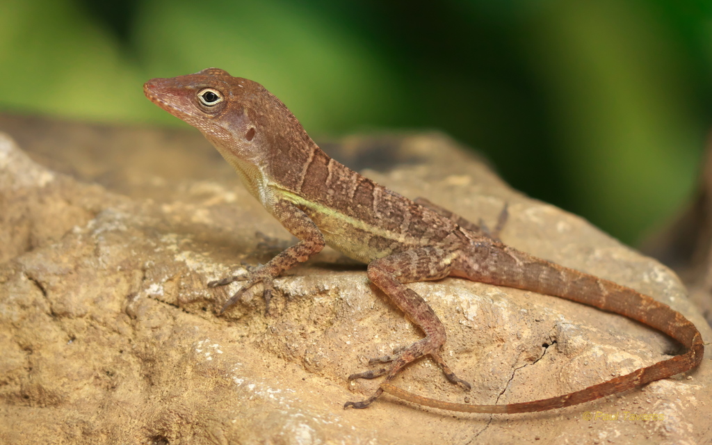 Stripefoot Anole