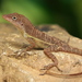 Anolis lineatopus - Photo (c) Paul Tavares, μερικά δικαιώματα διατηρούνται (CC BY-NC), uploaded by Paul Tavares