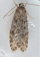 Semioscopis megamicrella