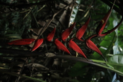 Heliconia huilensis