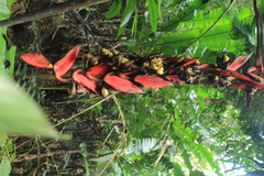 Heliconia huilensis