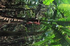 Heliconia huilensis