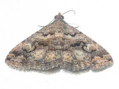 Toxonprucha repentis