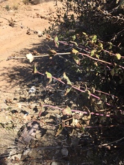 Penstemon pseudospectabilis