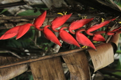 Heliconia huilensis