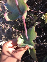 Penstemon pseudospectabilis