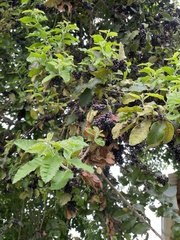 Schinus latifolia