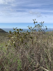 Frangula californica californica