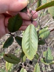 Frangula californica californica