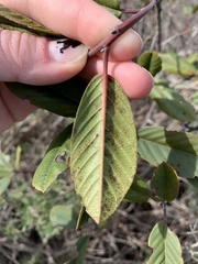 Frangula californica californica