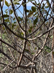 Frangula californica californica