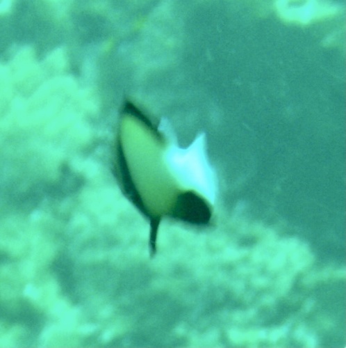 Indian Dascyllus (Dascyllus carneus)