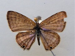 Lampides boeticus