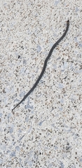 Diadophis punctatus stictogenys