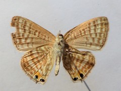 Lampides boeticus