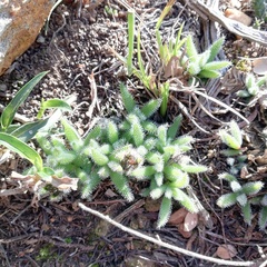 Trichodiadema strumosum