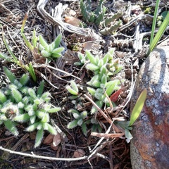 Trichodiadema strumosum