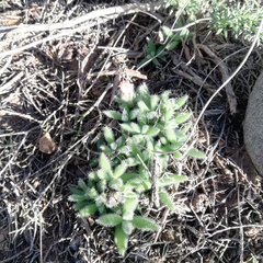 Trichodiadema strumosum