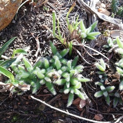 Trichodiadema strumosum