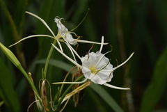 Hymenocallis liriosme