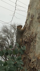 Sciurus niger