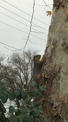 Sciurus niger