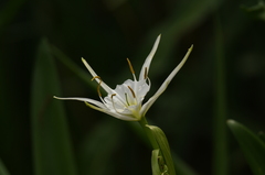 Hymenocallis liriosme