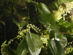 Stelis gelida
