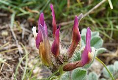 Astragalus kelleri