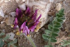 Astragalus kelleri