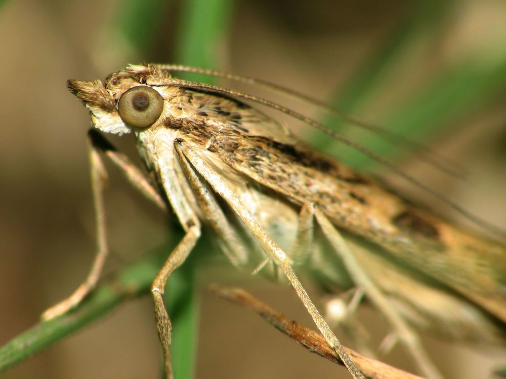 Plutellidae