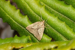 Psilaspilates catillata