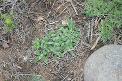 Trichodiadema strumosum