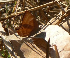 Abisara