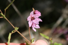 Thomasia angustifolia