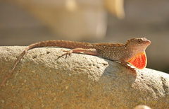 Anolis sagrei sagrei