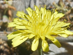 Hypochaeris cretensis