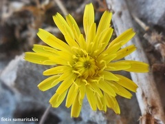 Hypochaeris cretensis
