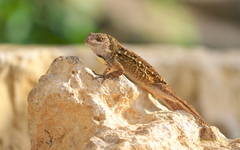 Anolis sagrei sagrei