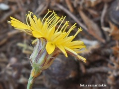 Hypochaeris cretensis