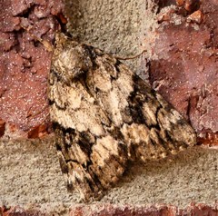 Catocala micronympha