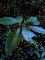 Blepharidium guatemalense