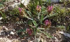 Astragalus kelleri