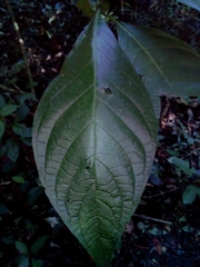 Blepharidium guatemalense