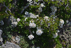 Iberis sempervirens